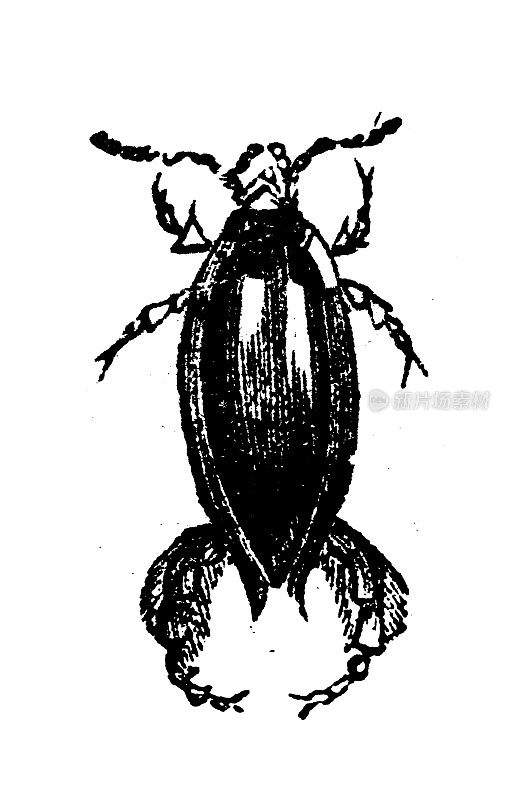 仿古雕刻插图:Dytiscidae，潜水甲虫