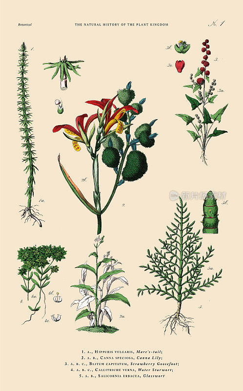 手工着色的植物雕刻，植物王国的历史，维多利亚植物插图，盘子1，大约1853年