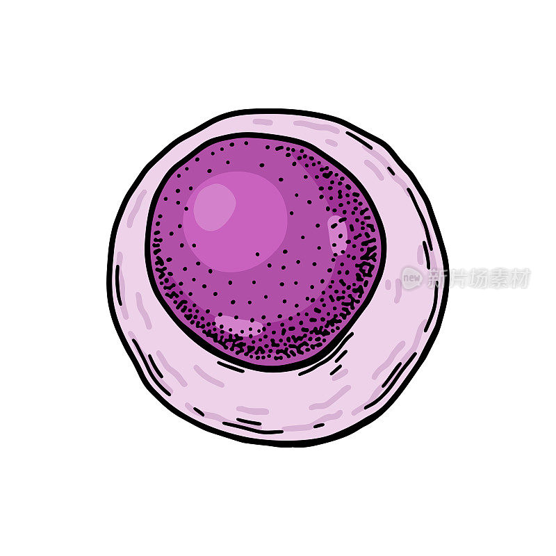 白底分离的淋巴样血液干细胞。手绘科学微生物载体插图素描风格