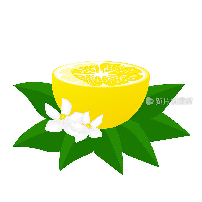 柠檬半带绿叶和柠檬花。适用于海报、标识、标签、横幅、贴纸、产品包装设计等。矢量图