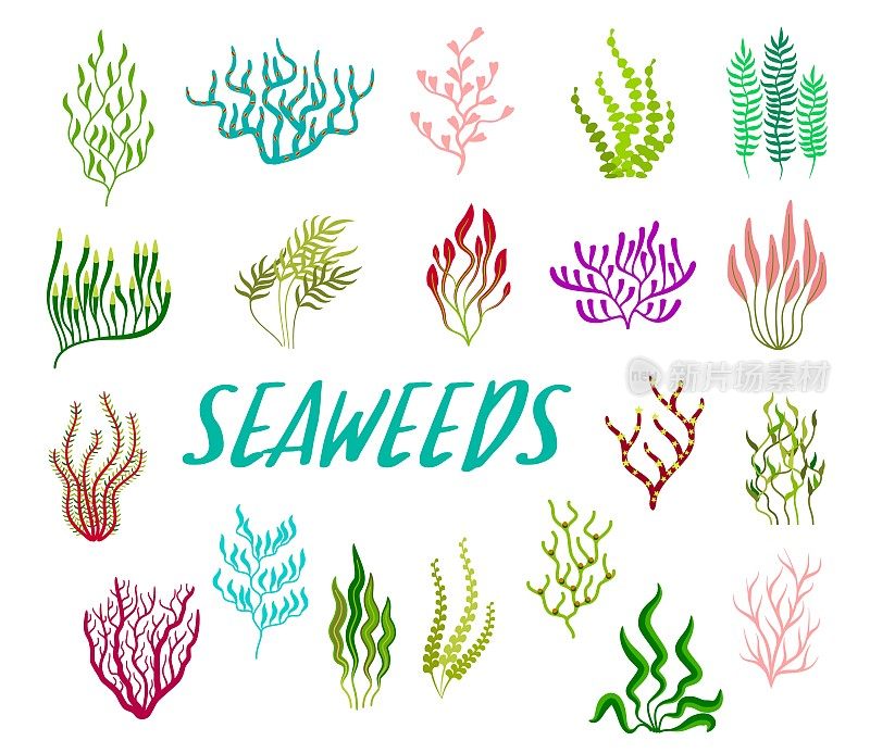 水下海藻植物，载体海藻集