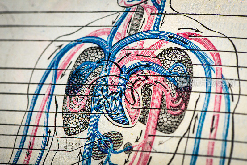 古董医学科学插图高分辨率:循环系统