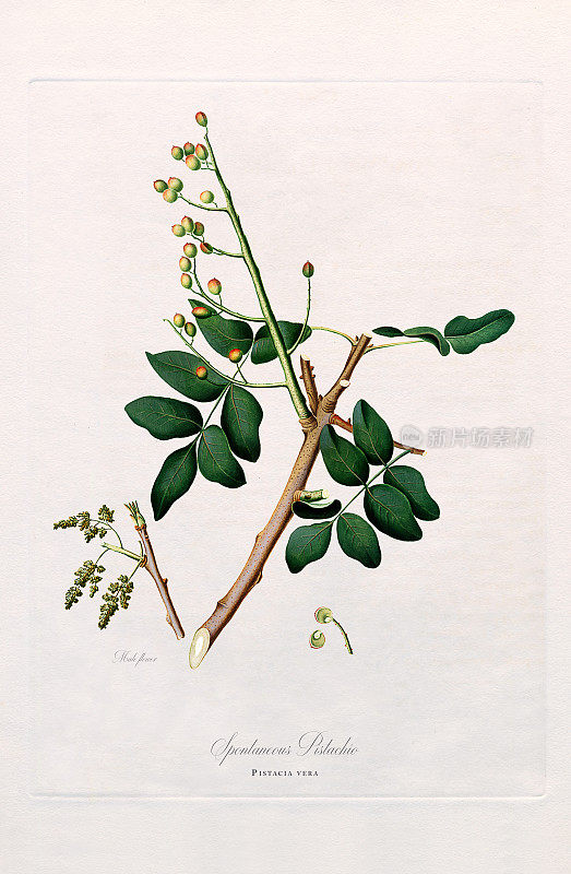 古董插图，开心果，植物插图，大约1817年
