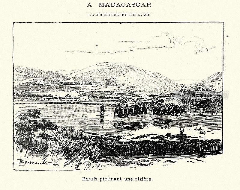 19世纪，1899年，马达加斯加的农业，牛践踏稻田