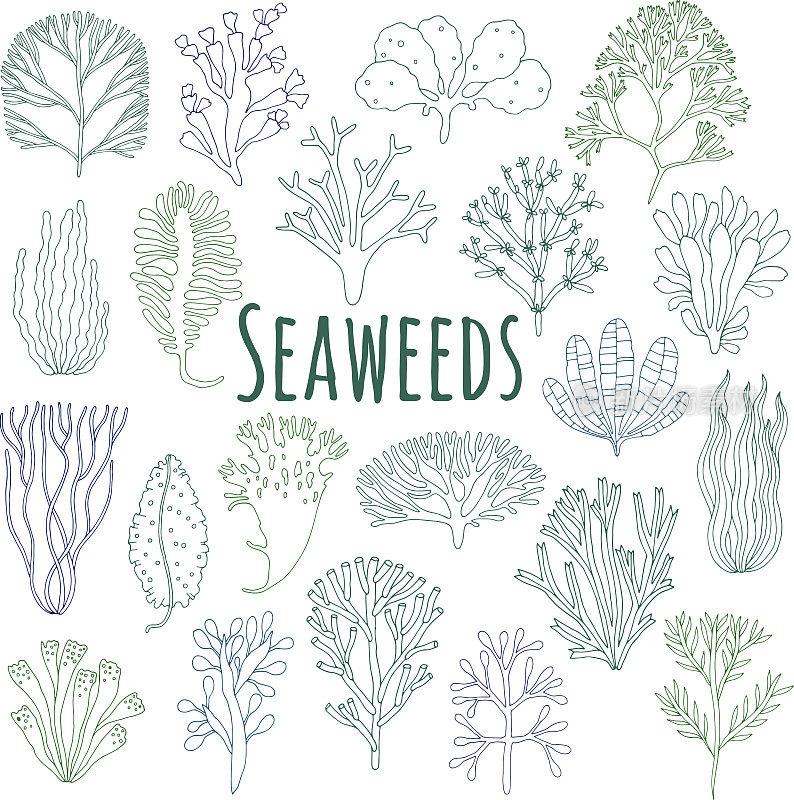 手绘海藻，珊瑚集孤立。海洋植物图标