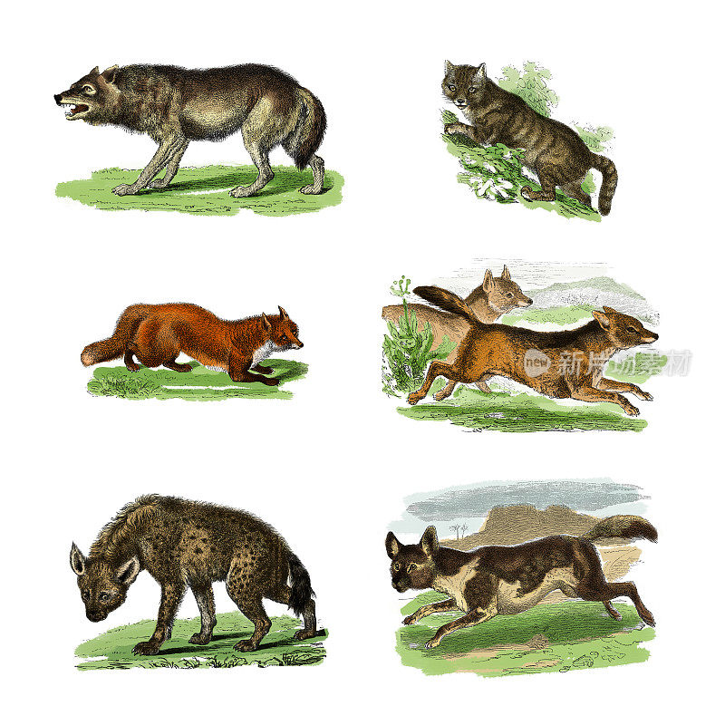 选择六种野生食肉动物