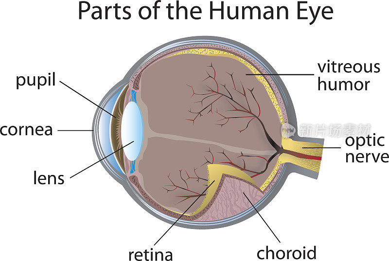 人的眼睛与部分标签的图表