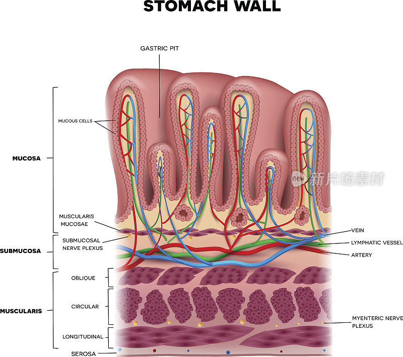 胃壁分层详细解剖