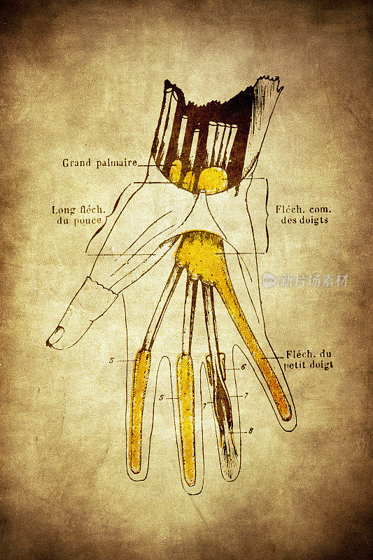 手腕，手掌和手指的滑膜鞘