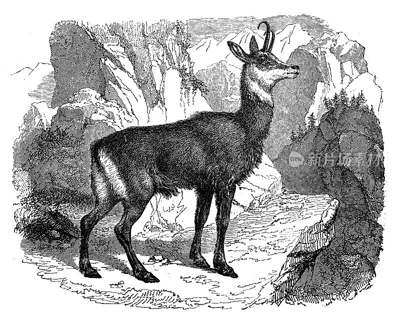 古董动物插图:岩羚羊