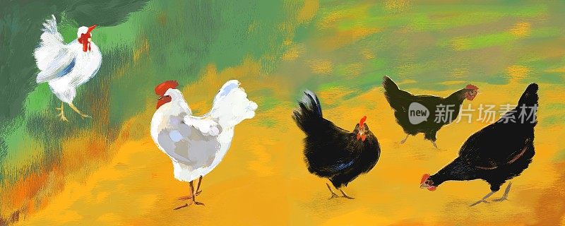 风景如画的乡村院子里的鸡和公鸡在炎热的夏天
