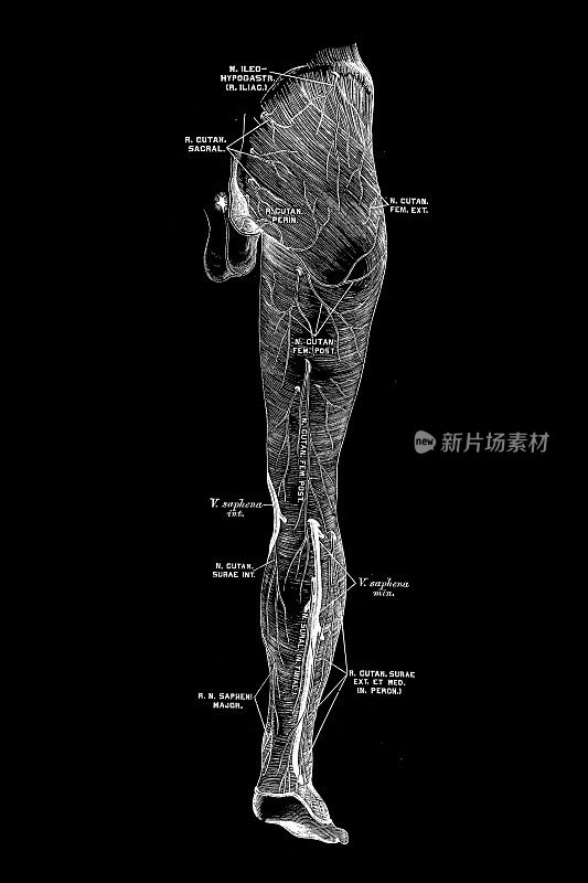 臀部和腿部的神经和肌肉
