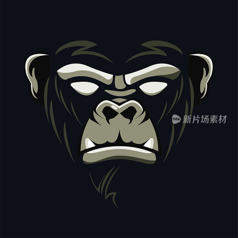 野生大猩猩动物的头在黑色的背景