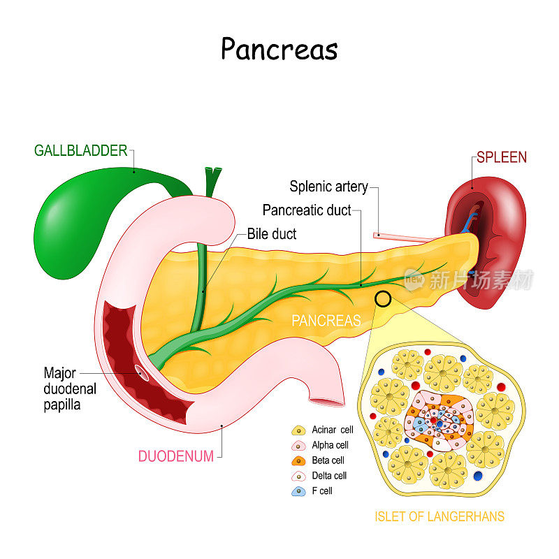 胰腺解剖。胰岛细胞结构的特写。