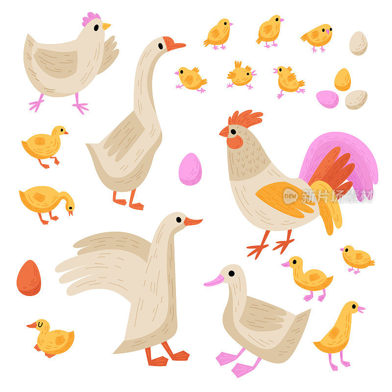 收藏家禽:母鸡、鸡、公鸡、鹅、小鹅、鸭、小鸭。矢量涂鸦插图与家禽的设计
