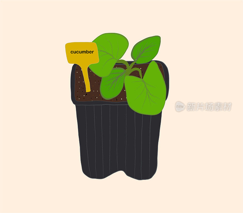 塑料花盆里的黄瓜幼苗。一个刻有铭文的盘子。春天播种。种植有机蔬菜。
