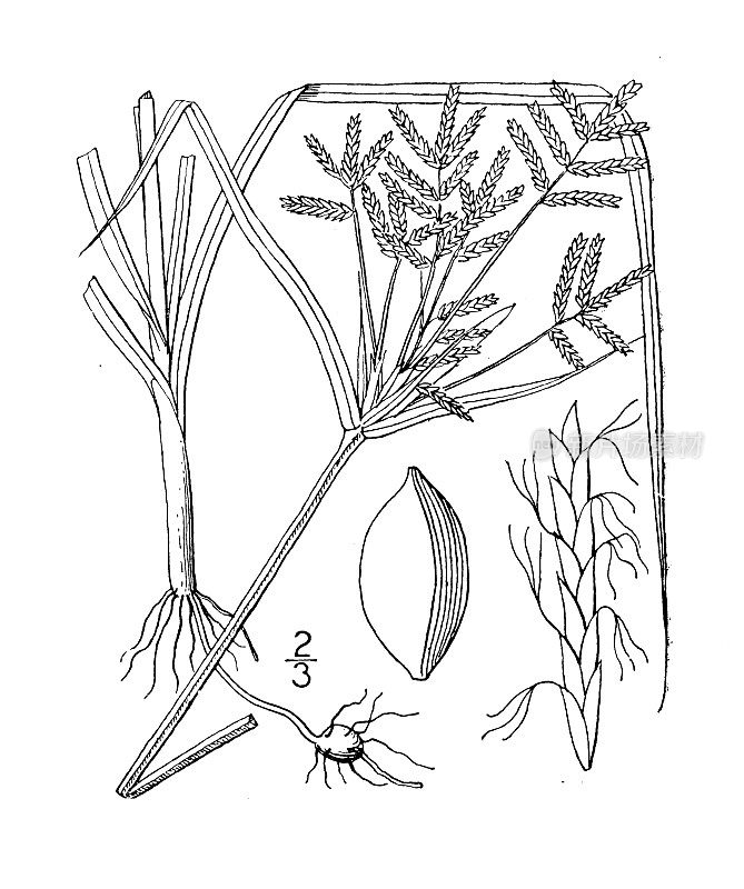 古植物学植物插图:香附、坚果草