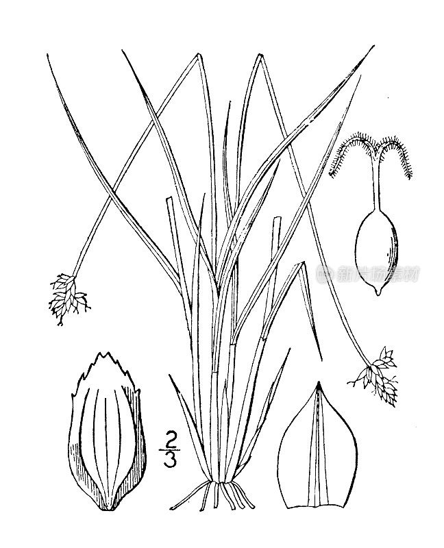 古植物学植物插图:苔草，稀疏花莎草