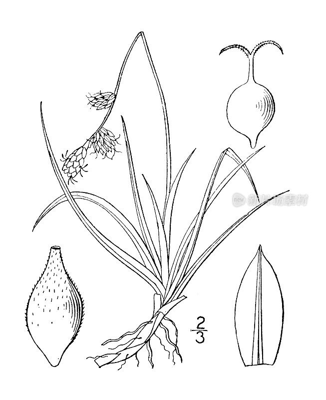 古植物学植物插图:双色苔草，党花色莎草