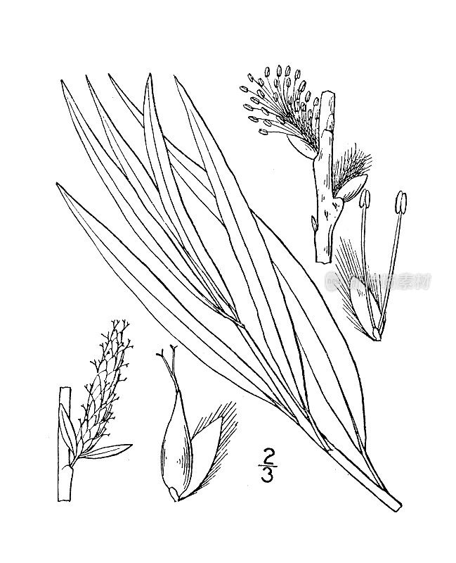 古植物学植物插图:杨柳、柳柳