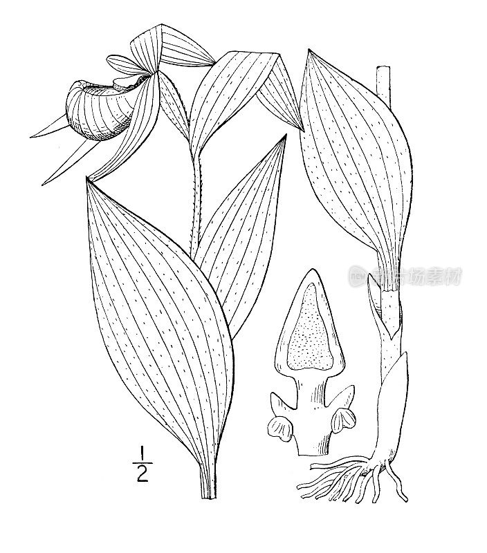 古植物学植物插图:杓兰，小黄女拖鞋