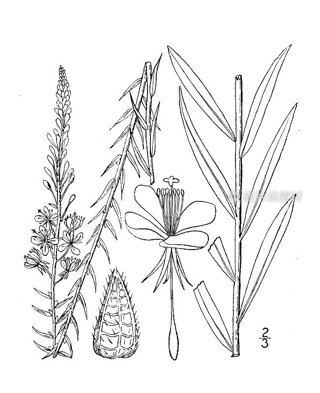 古植物学植物插图:细叶细叶麻