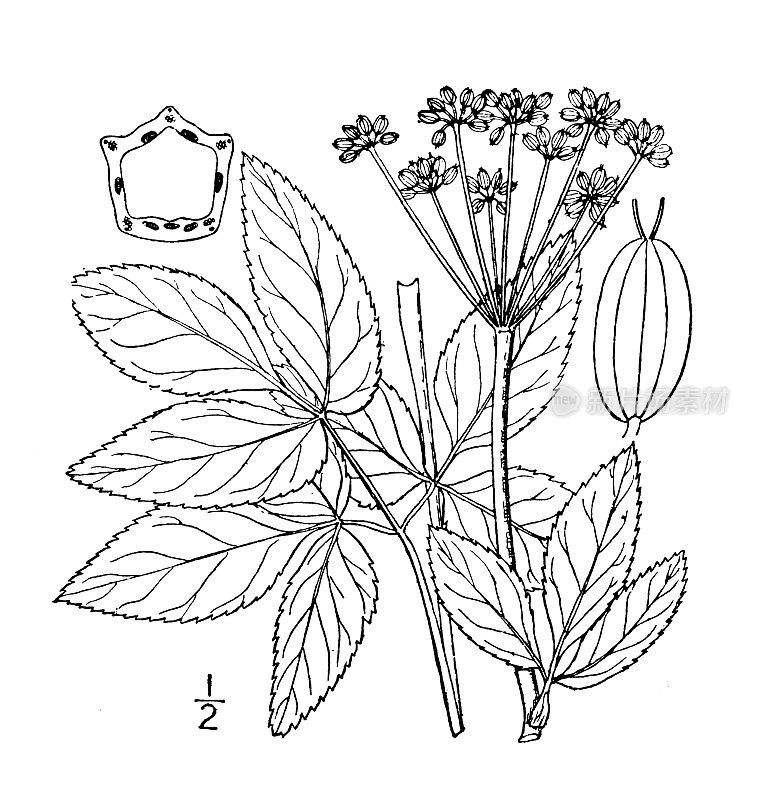 古植物学植物插图:金雀花，金色草地防风草