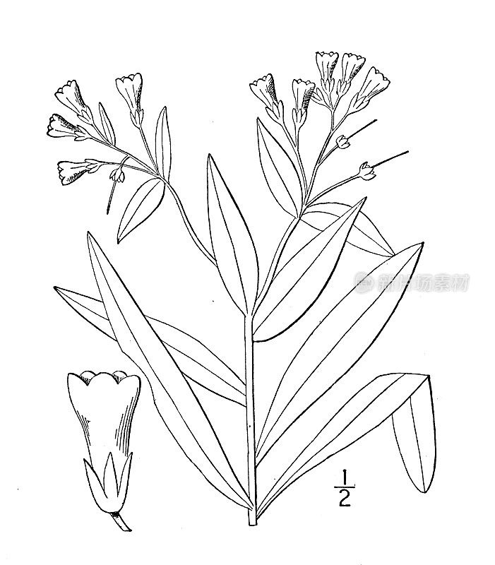 古植物学植物插图:石杉、刺叶肺苔