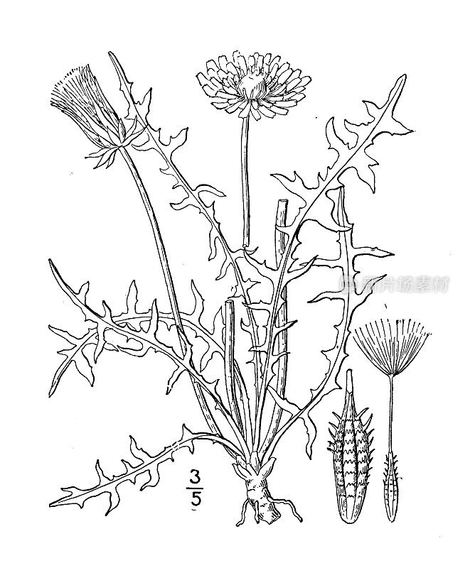 古植物学植物插图:蒲公英、红种子蒲公英