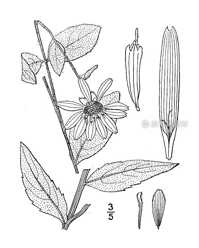 古植物学植物插图:松香草、玫瑰草