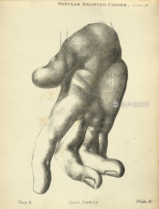 手绘人类的手，手掌，张开的手指，19世纪维多利亚艺术人物的复制品