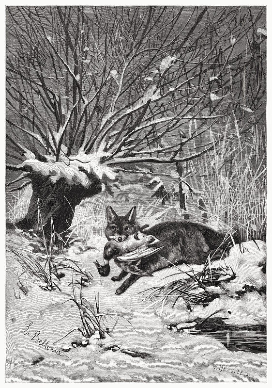狐狸和猎物，木版画，出版于1885年