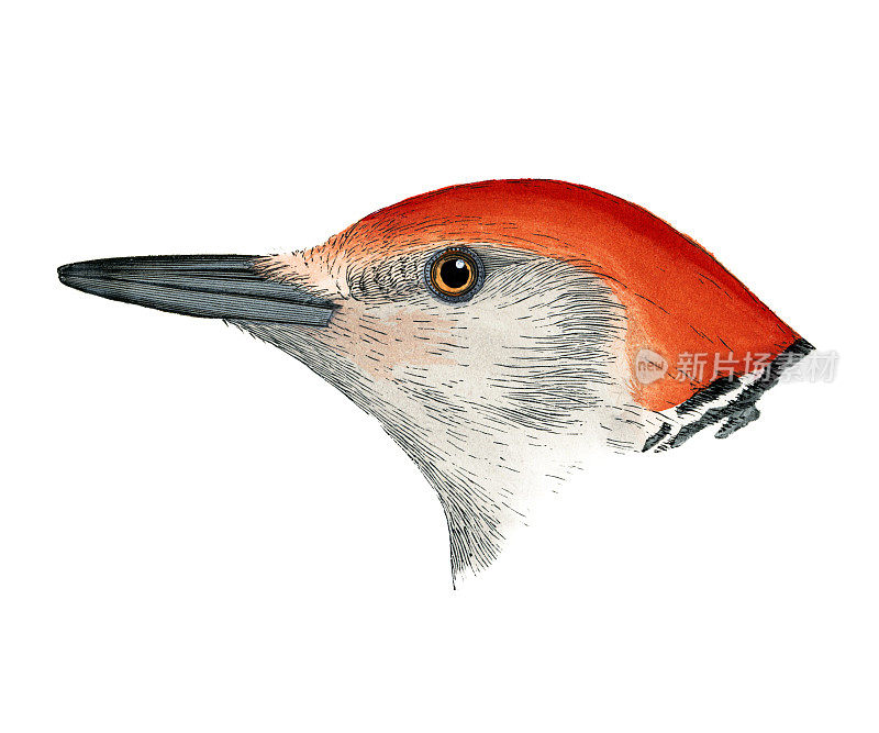 红腹啄木鸟鸟头水彩画平版1874