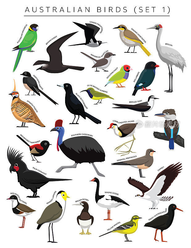 澳大利亚鸟类设置卡通矢量字符1