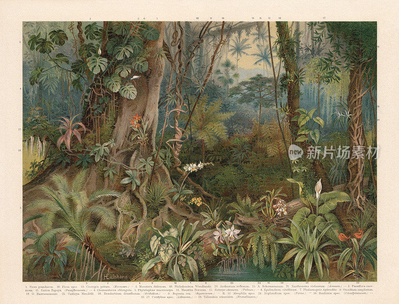 《热带雨林的植物》，色版画，1898年出版