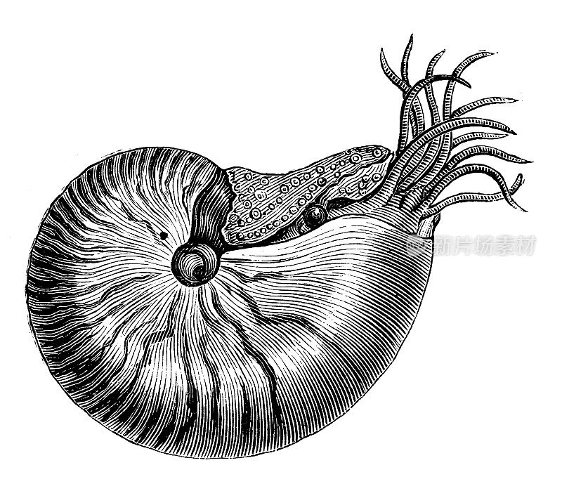 古玩动物插图:有室的鹦鹉螺，庞皮利乌斯鹦鹉螺，珍珠鹦鹉螺