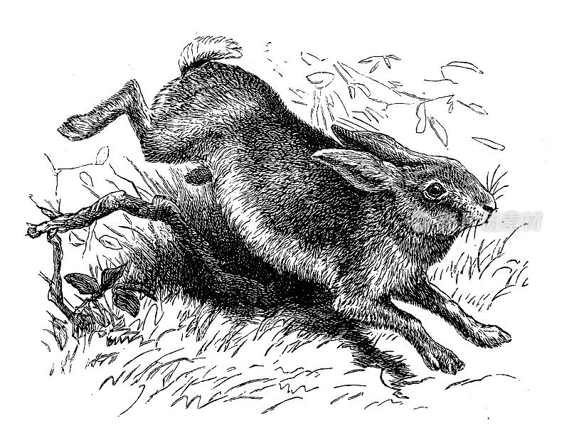 古董动物插图:野兔