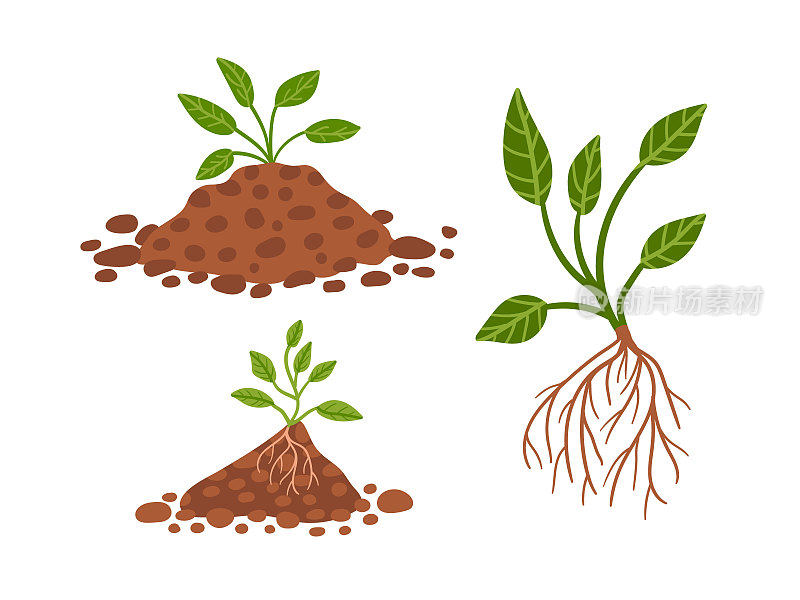 载体植物生长在地面上。黑地手绘植物。幼苗叶植物。