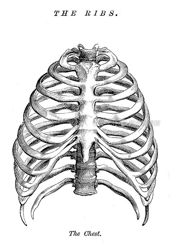 肋骨雕刻解剖学1872年