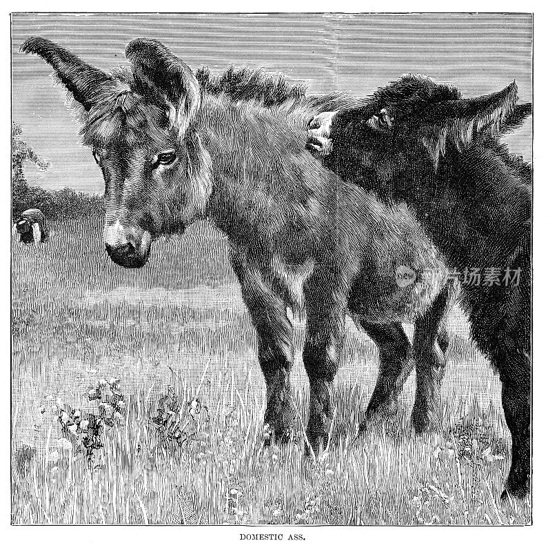 国内驴雕刻1896