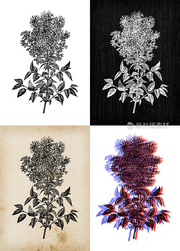 古董植物学插图:苦楝树，苦楝树，印度的骄傲