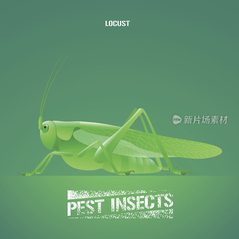绿色昆虫的现实向量插图