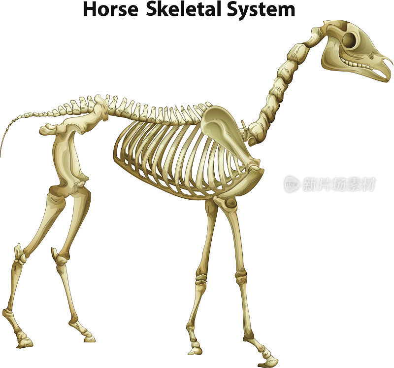 马骨骼系统