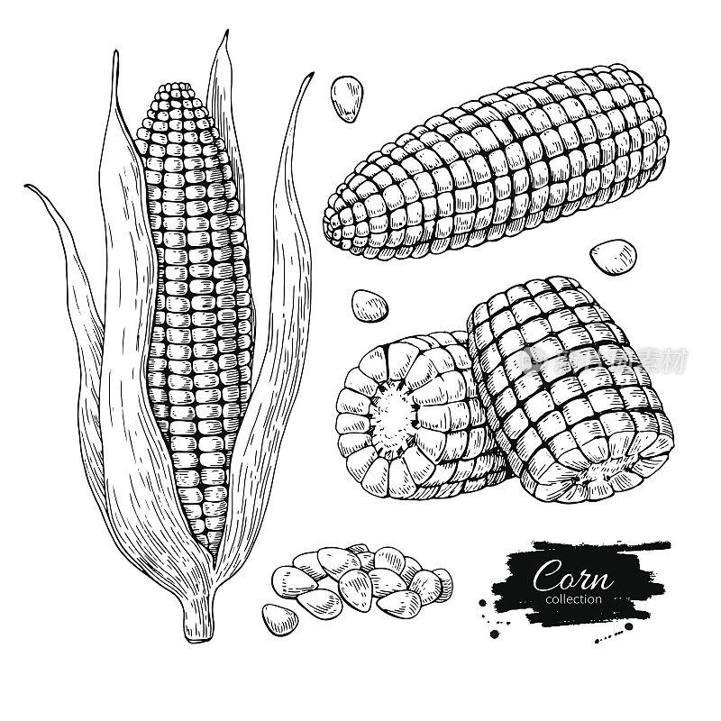 玉米手绘矢量插图集。孤立的蔬菜雕刻风格对象。