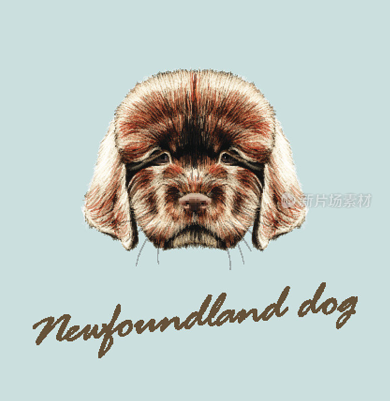 矢量插图肖像纽芬兰小狗。