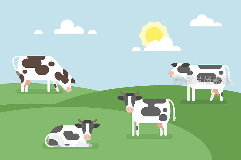 牛在田野里吃草的插图。