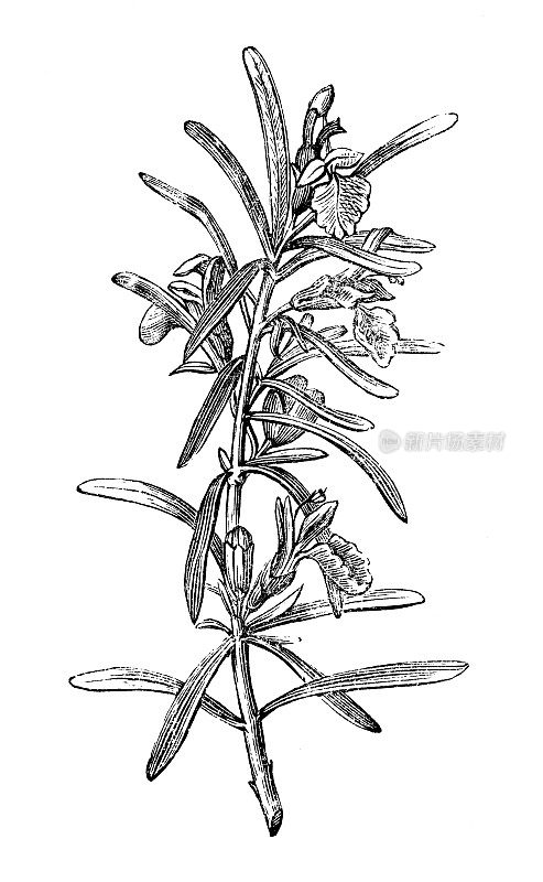 植物学植物古董雕刻插图:迷迭香(rosemary)