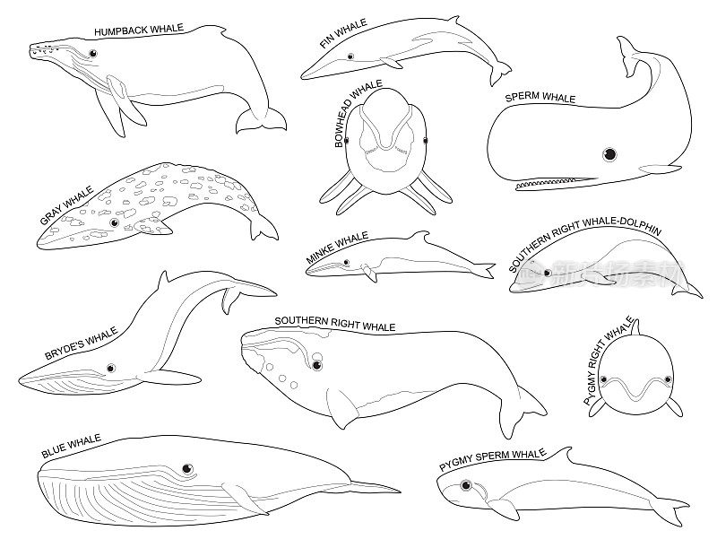 鲸鱼集各种类型识别卡通矢量黑白