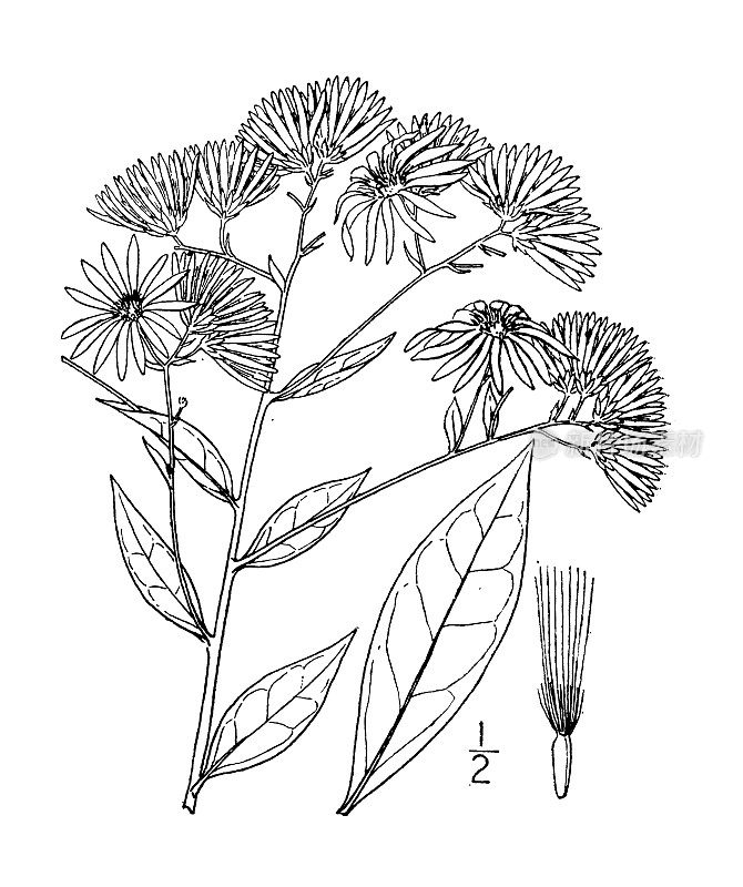 古植物学植物插图:杜林果，宽叶平顶白色紫苑