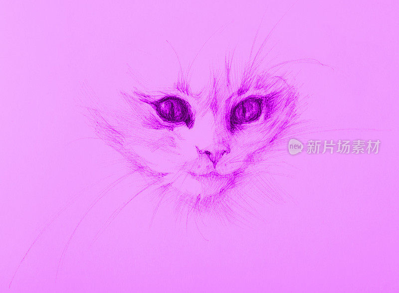 插图铅笔画小猫的肖像在粉红色的背景